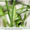melanargia russiae azerbaijan larva1